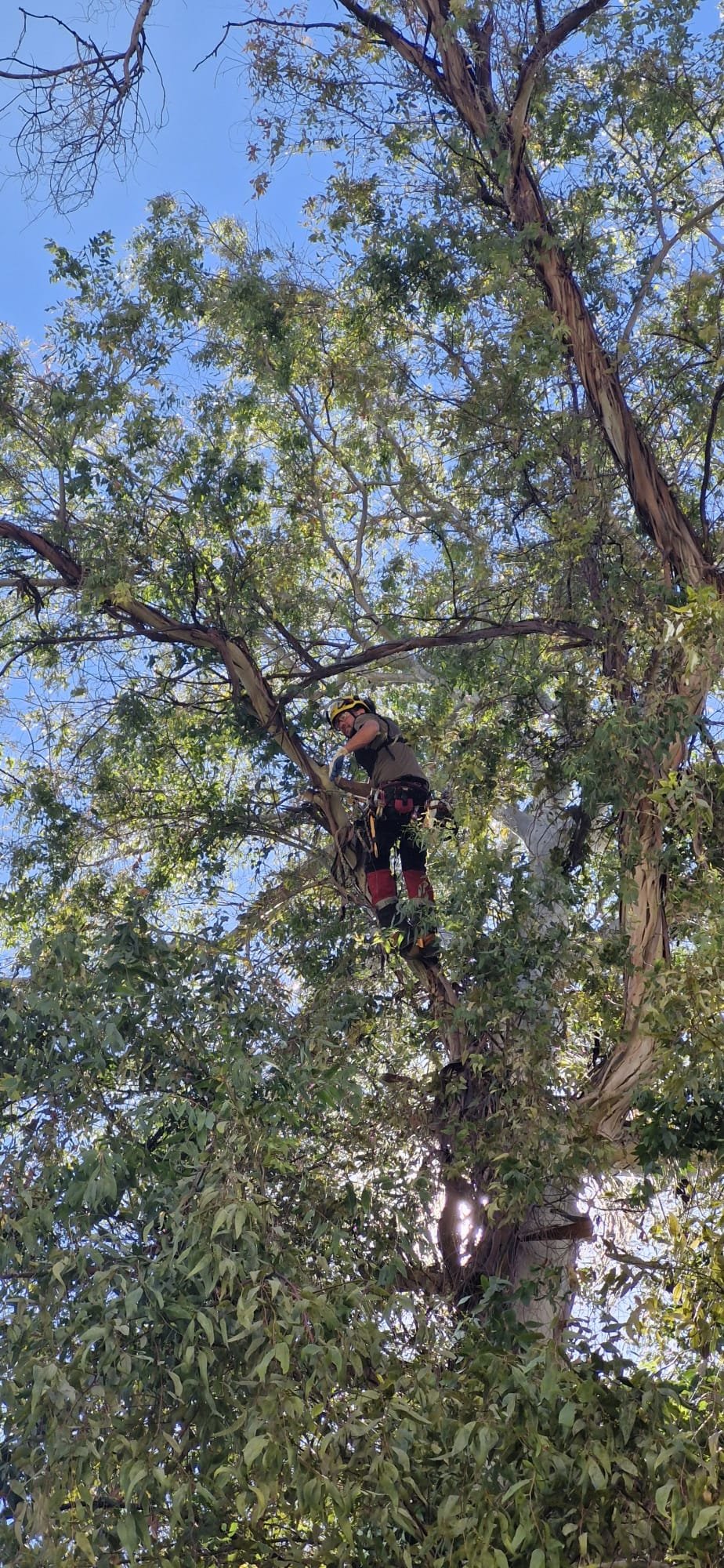 Tala de árbol de gran porte en jardín residencial