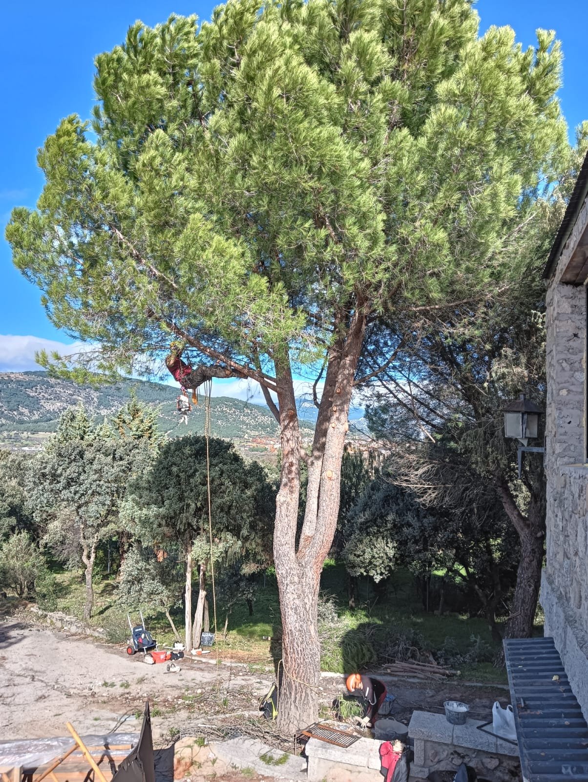 Poda en altura y aclareo de copa en un árbol de gran porte con cuerda y arnés