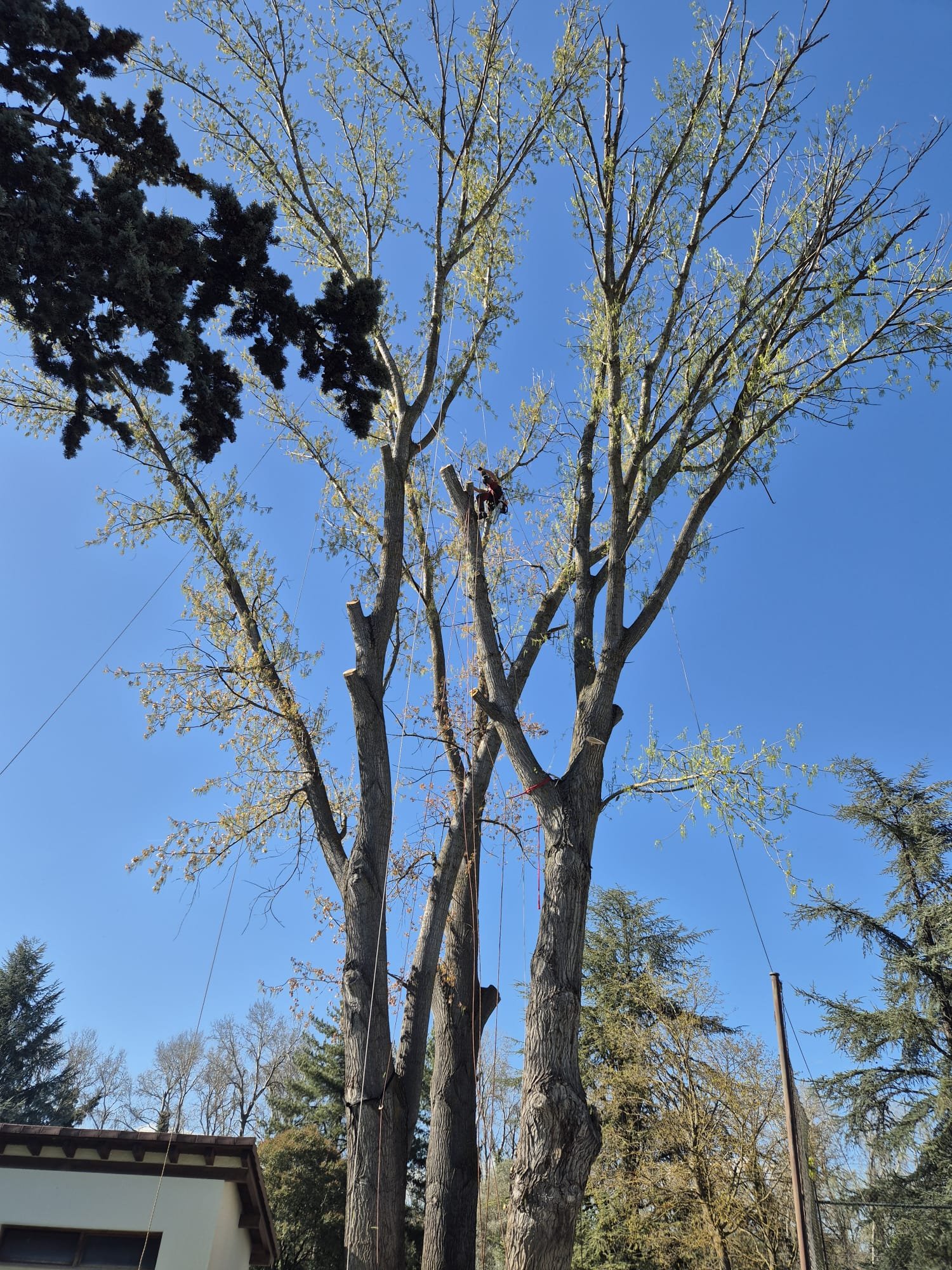 Trepa arborícola con cuerda y arnés en la copa