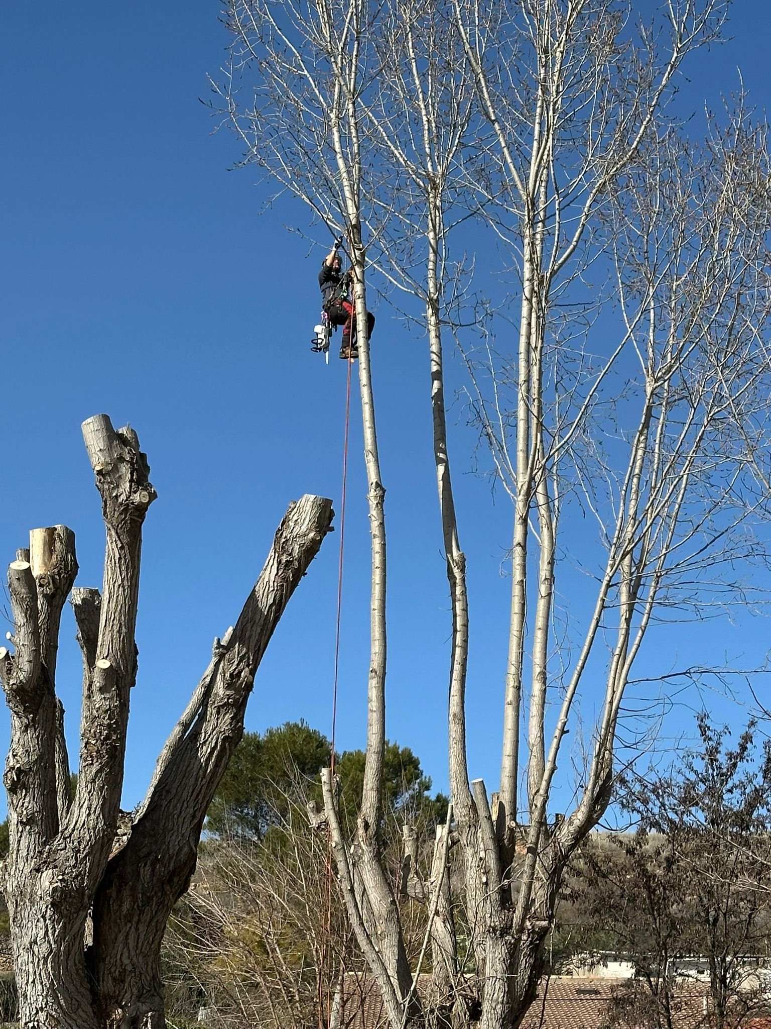 Tala y poda de palmera en jardín