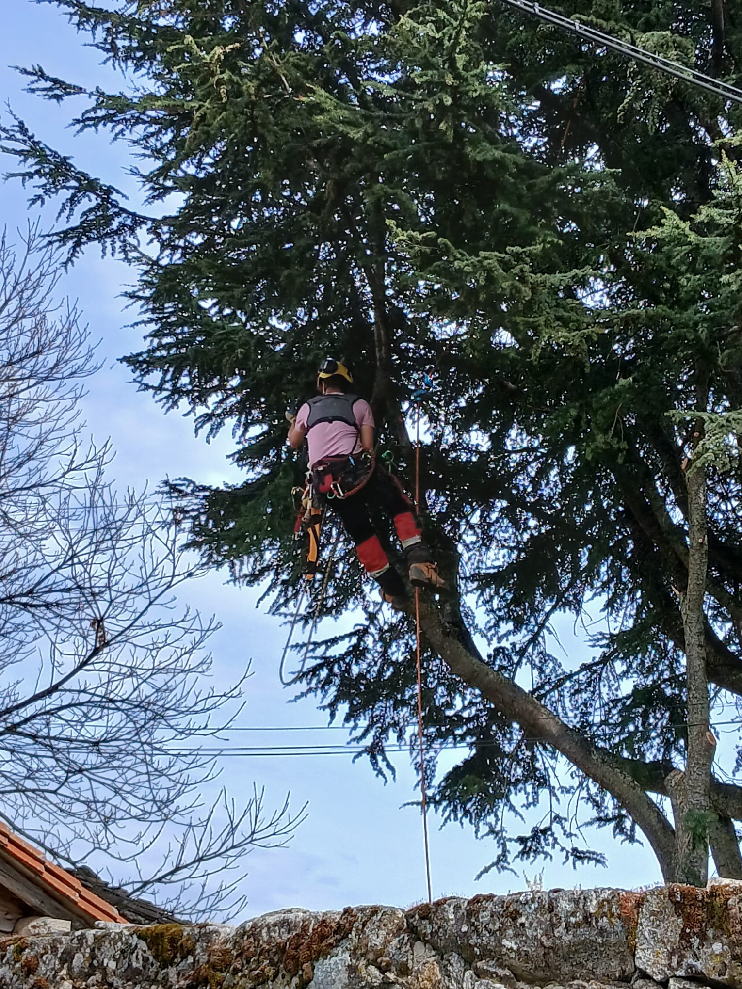 Poda de encina en parcela residencial