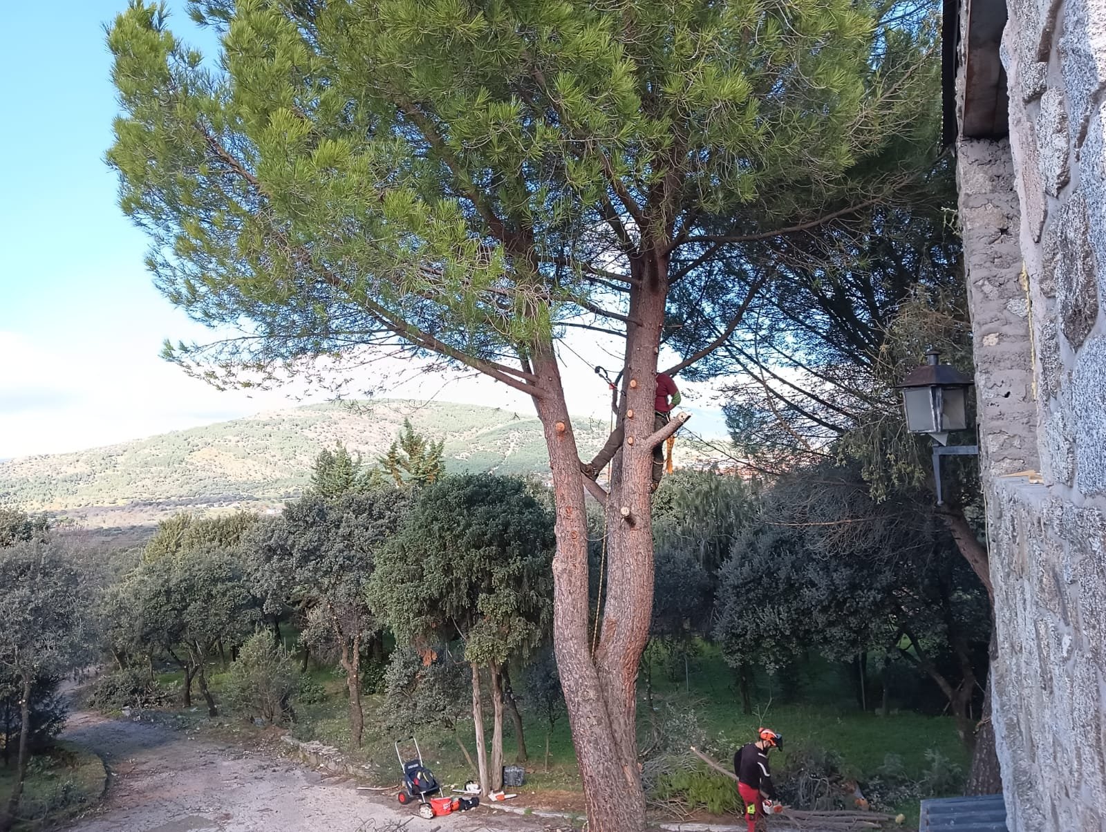 Trepa arborícola durante una poda